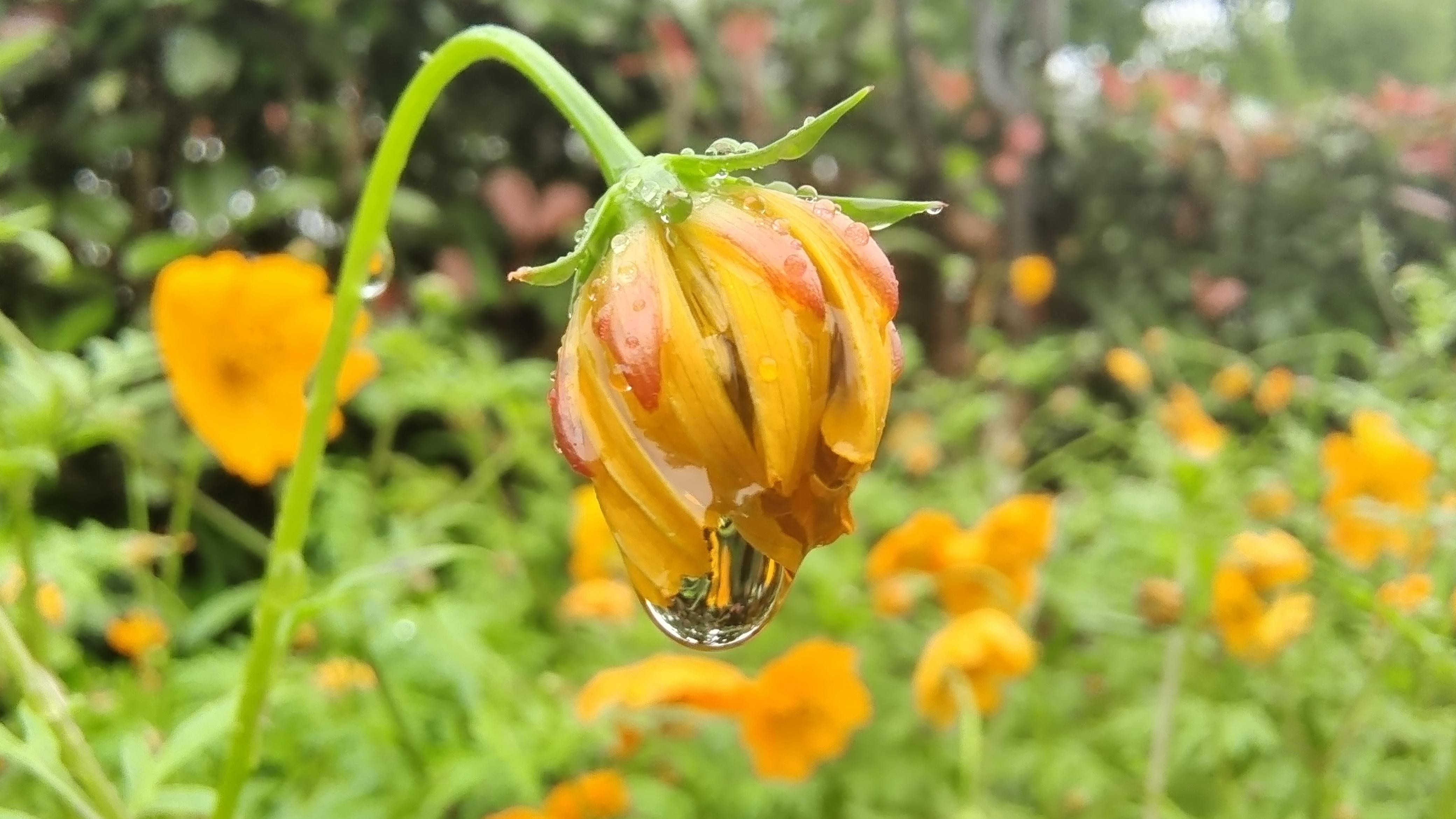 吉安随拍小雨滴一道迷人的美丽风景