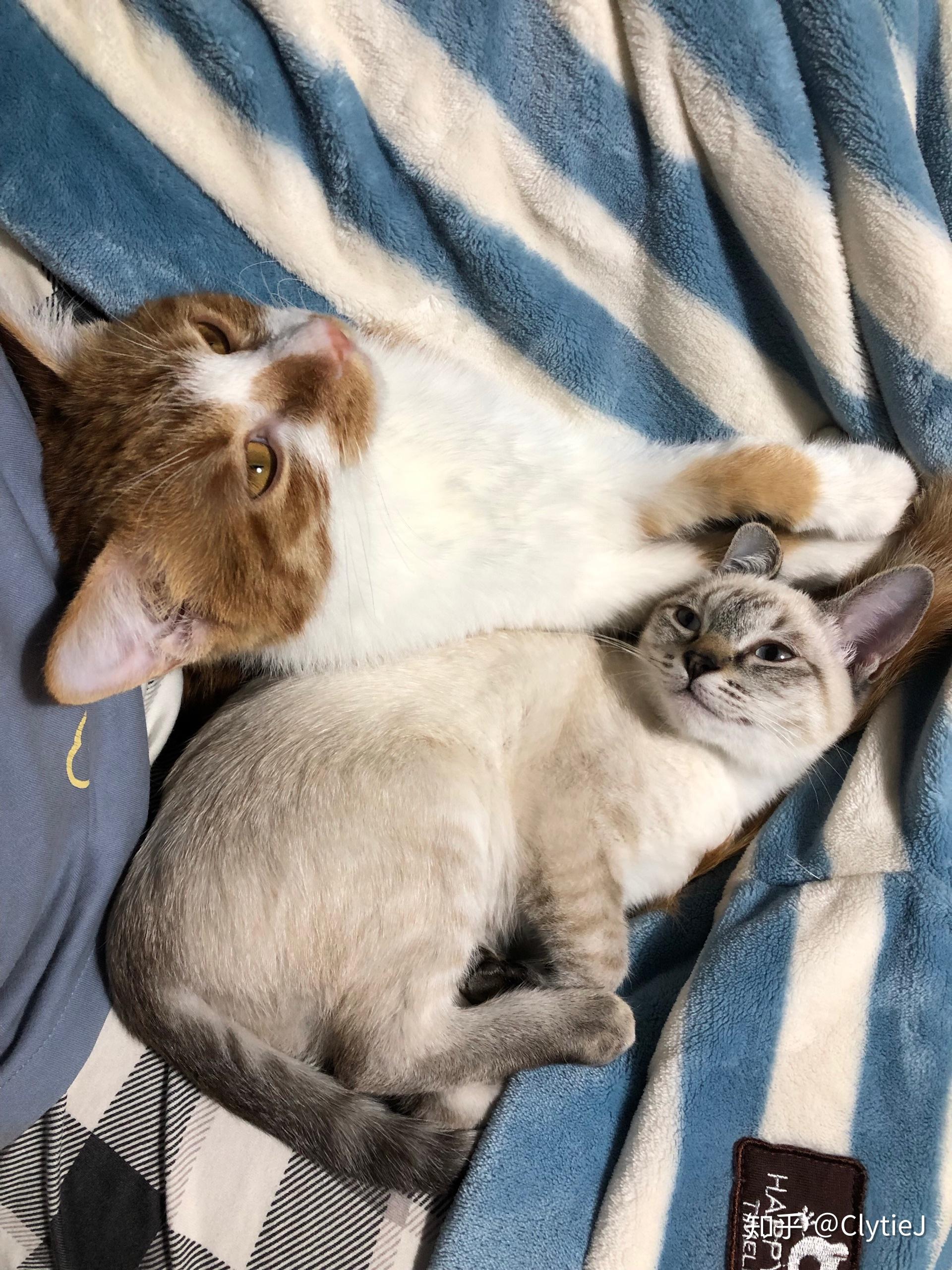 同时养一只橘猫和一只暹罗猫是什么感受