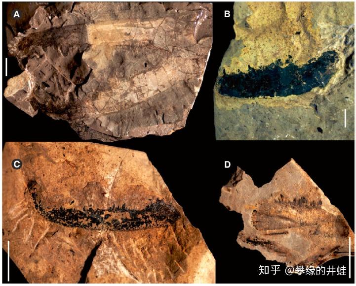 【地球演义】铁虿狰狞14:板足鲎杂谈