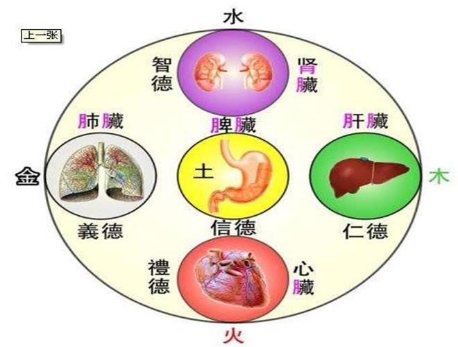 五脏养生大全：养心、舒肝、健脾、润肺、藏肾 - 知乎
