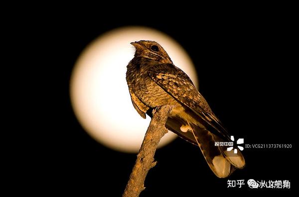 《夜鹰之星》：隐于常人 Or 向死而生 - 知乎
