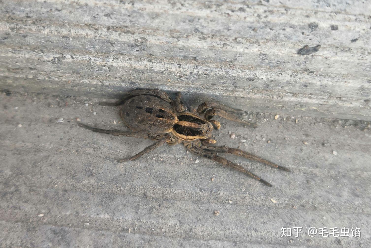 求狼蛛与捕鸟蛛的区别以及如何辨别的方法?