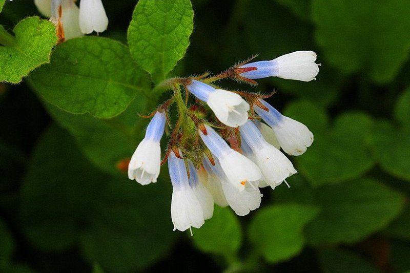 紫草科花卉:滨紫草及其他