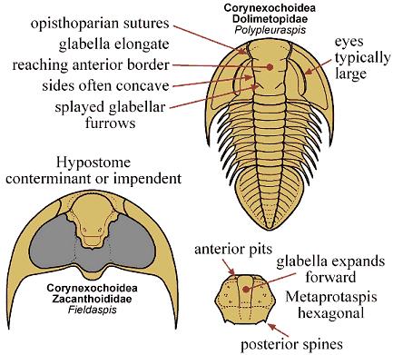 ge swasii,作为颊刺和肋刺的补充,它的轴叶正中也竖直装备了一排棘刺