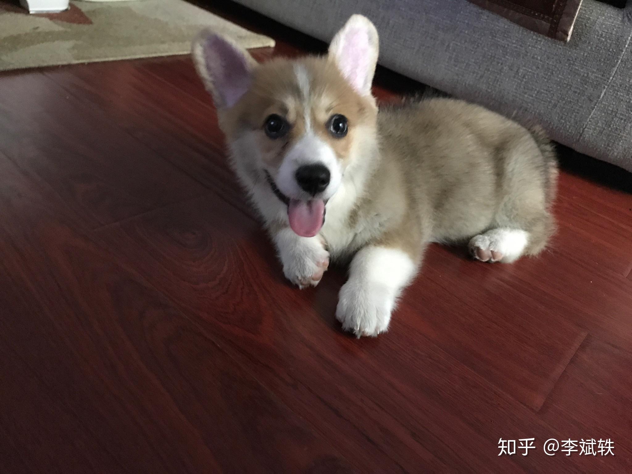 立耳教程柯基 v2-87278f36b7e9db8cc7ce32154d9468c4_r.jpg