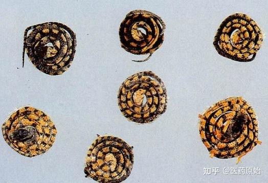 带你识别金钱白花蛇