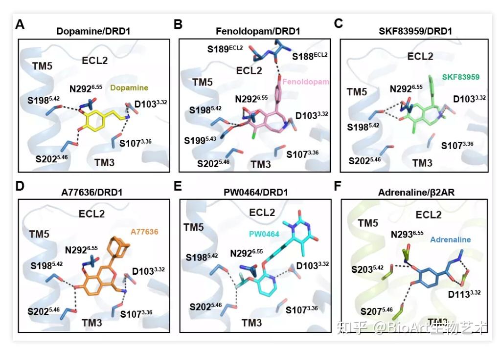 本結構是第一個揭示了多巴胺受體是如何結合並識別快樂荷爾蒙多巴胺的