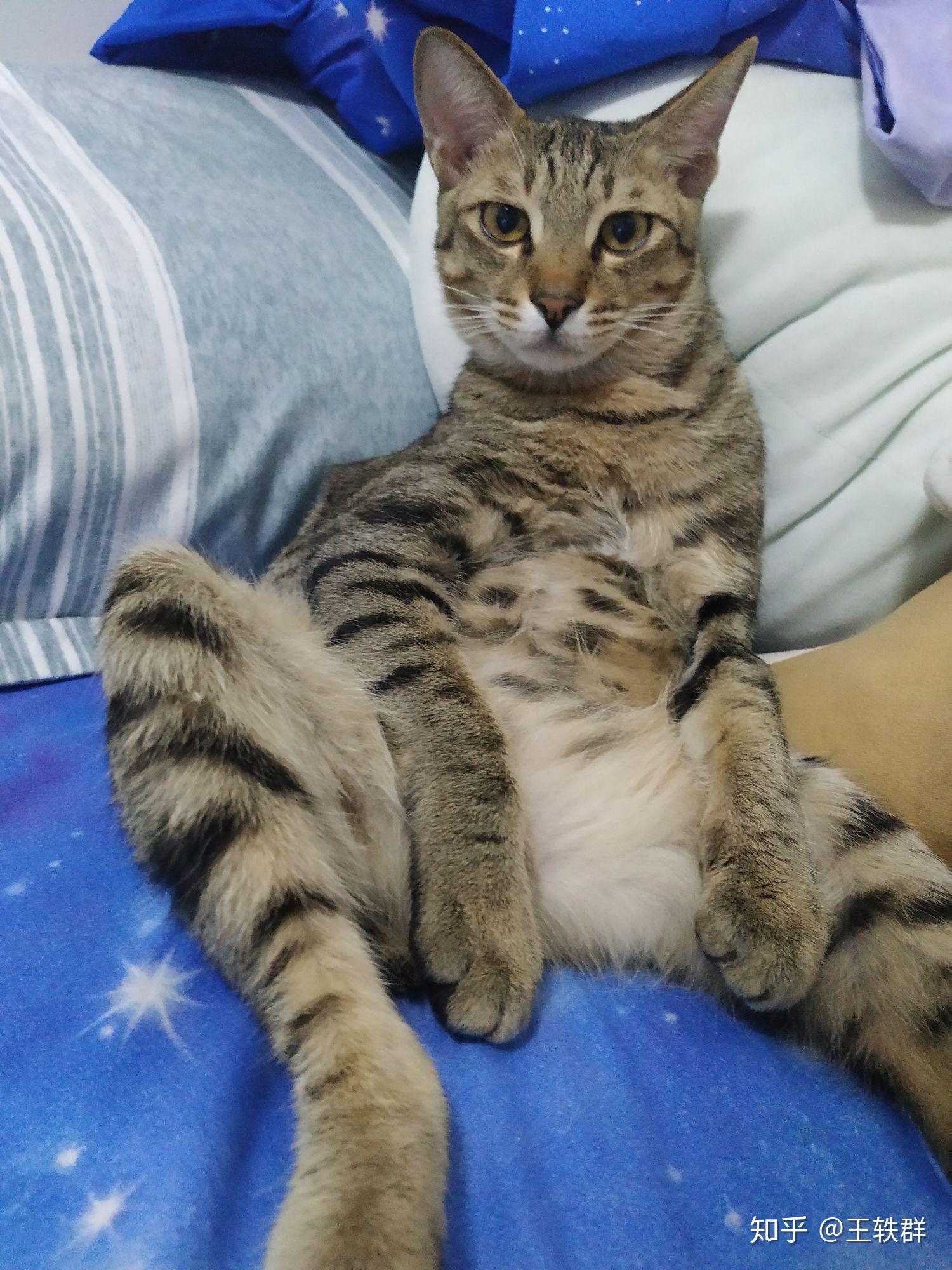 瘦小蓝猫如何增肥