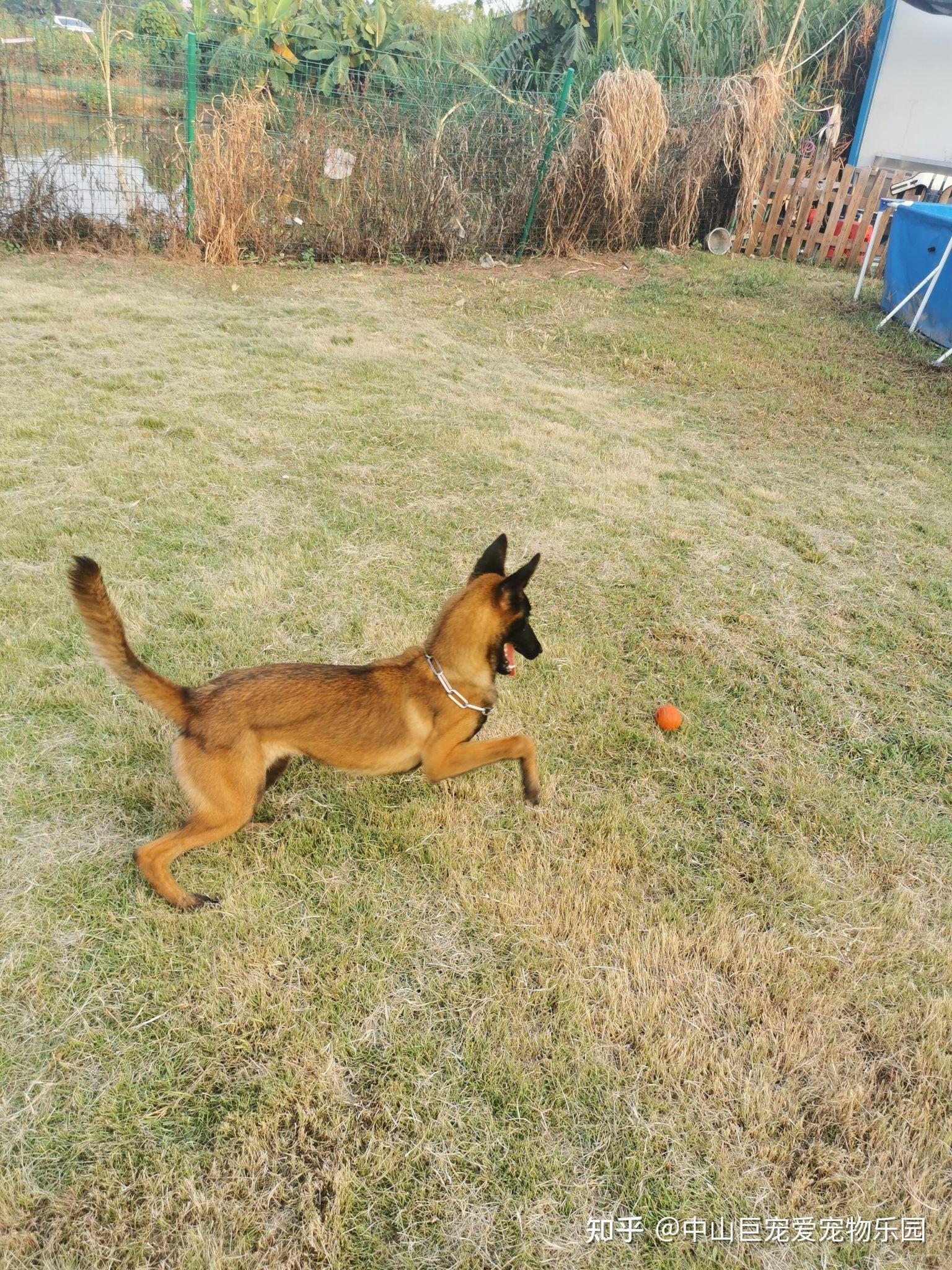 中山那里可以训练宠物狗中山那里能训练狗狗中山训犬基地中山训狗学校