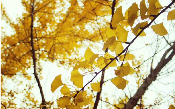 北京最佳赏秋地攻略 不只是香山赏红叶 旅游达人告诉你这些地方错过了你还得再等一年 知乎