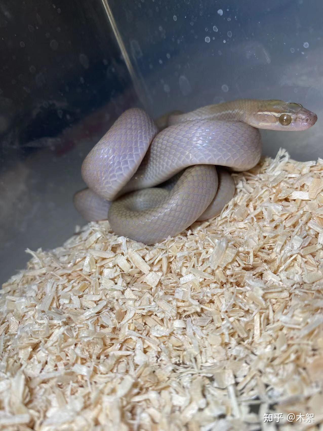 为什么国内养屋蛇的很少?