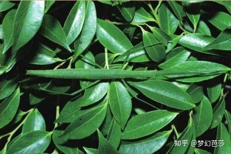 竹节虫名字里虽然有个"竹",长得也像竹枝,和竹子却没有太大关系