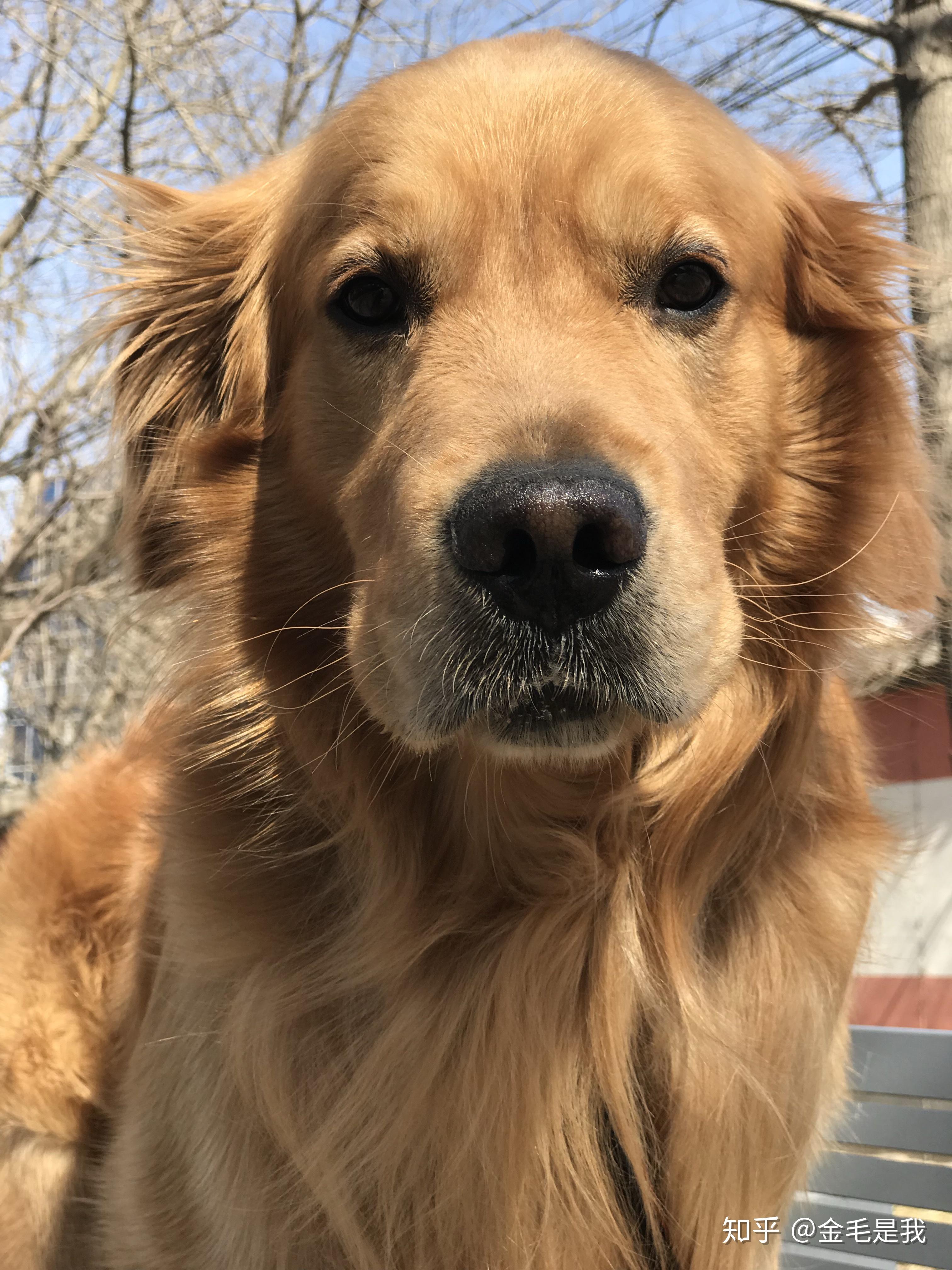 狗狗的大头照有多可爱? - 知乎