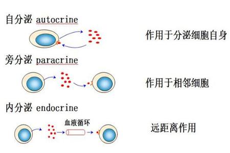 細胞因子的功能分類和作用方式