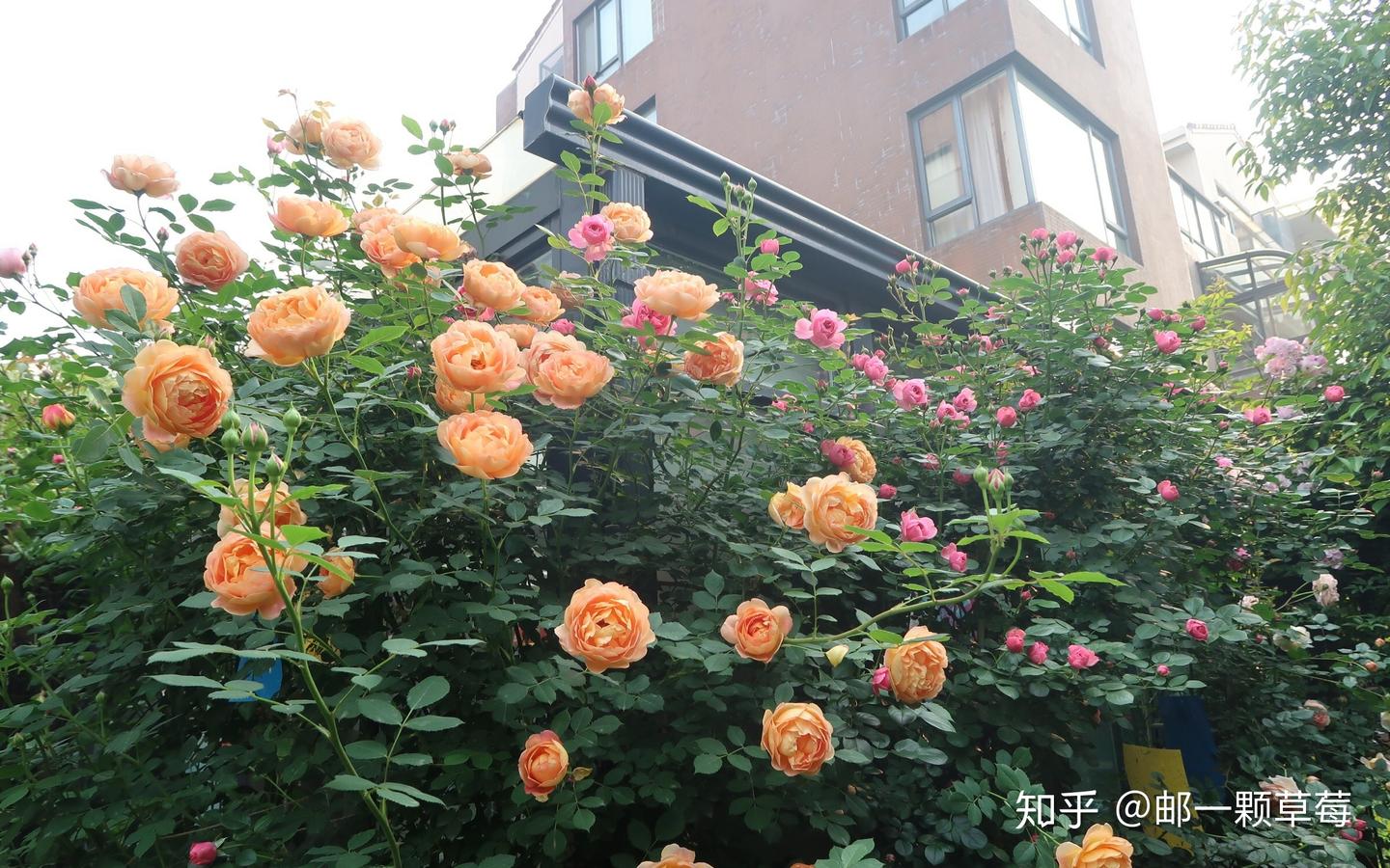 22种适合新手的藤本月季,一不小心就开成花海~ - 知乎