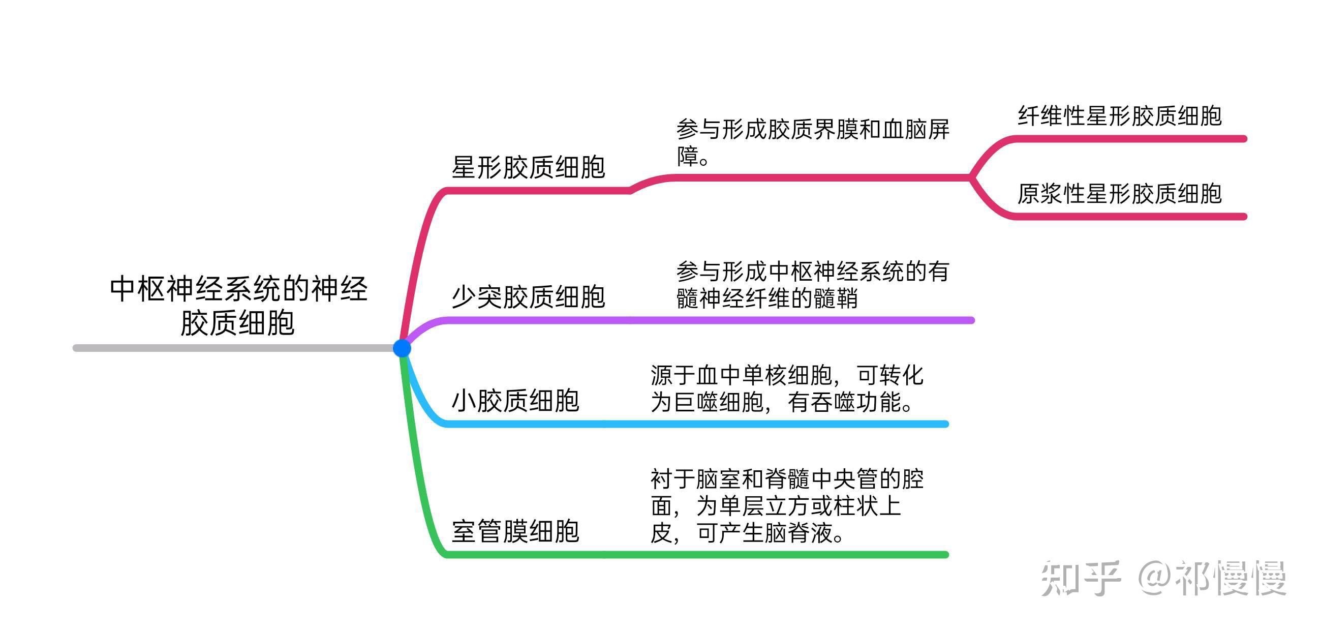 組織學與胚胎學思維導圖