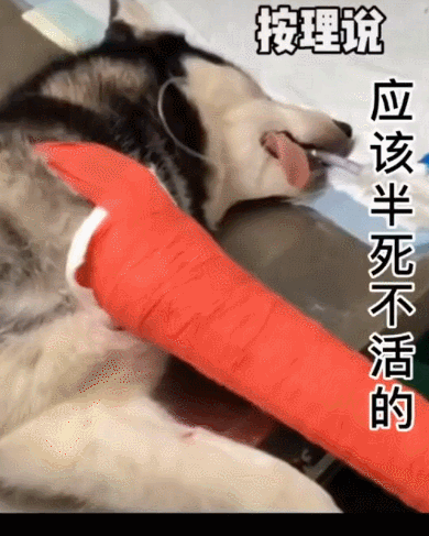 哈士奇劳资轻伤不下火线网友三缸抖一点动力和四缸差不多