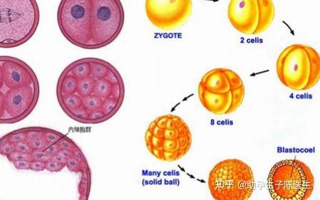 受精卵着床只要15天?专家:正常情况下14天就已经是极限了 - 知乎