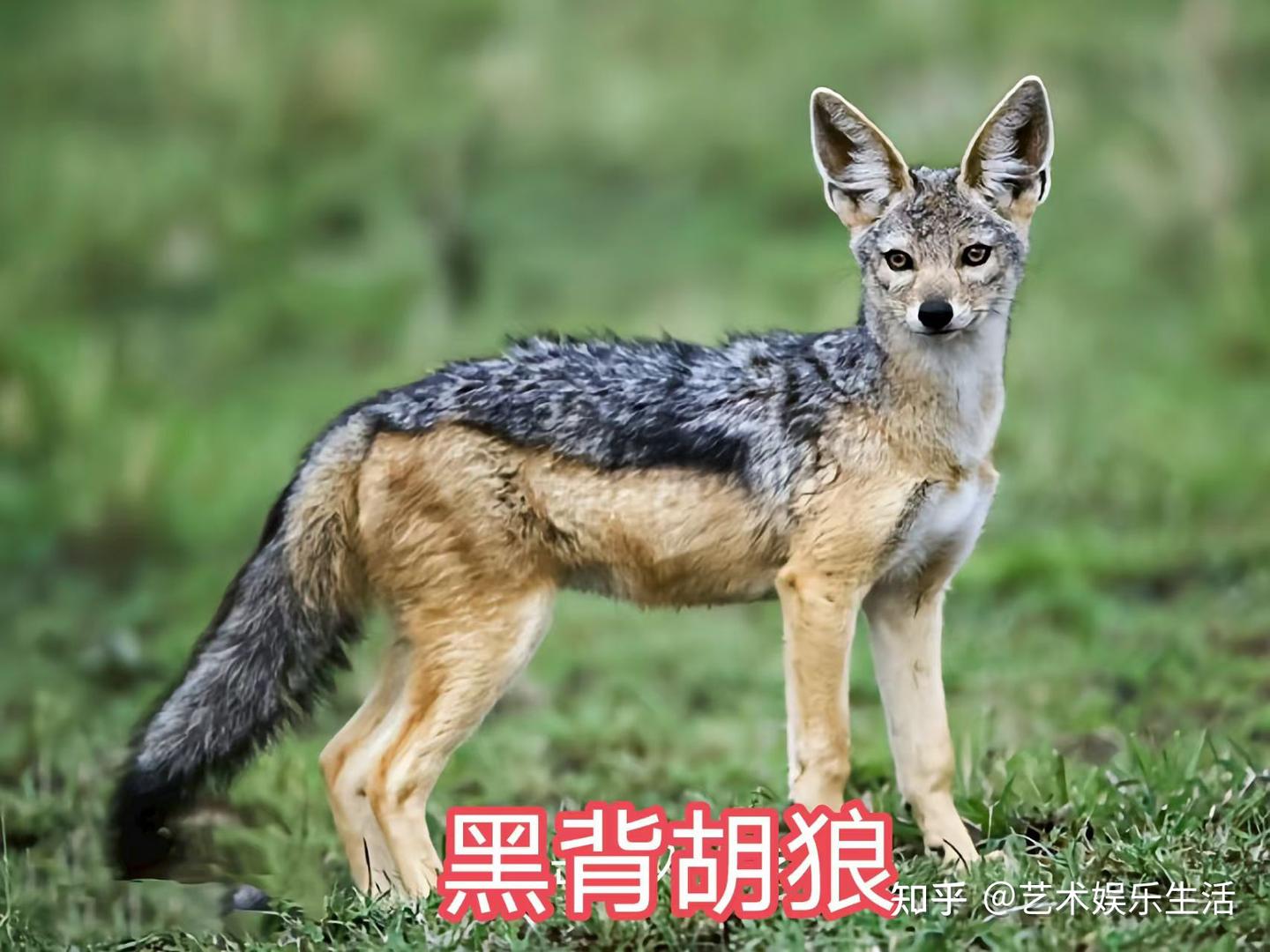 犬科的36种动物，种群数量达到了惊人的地步 - 知乎