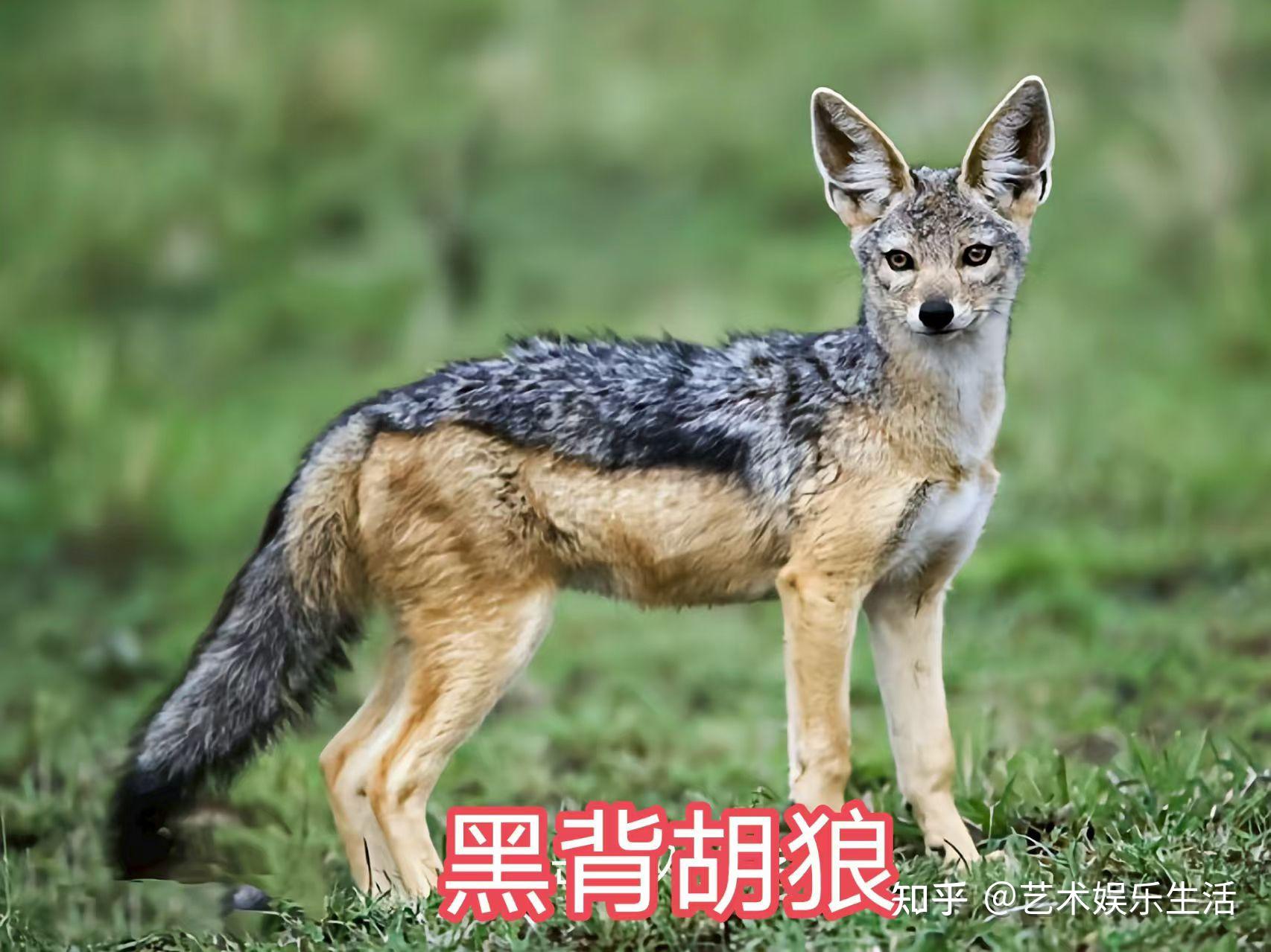 犬科的36种动物,种群数量达到了惊人的地步 - 知乎