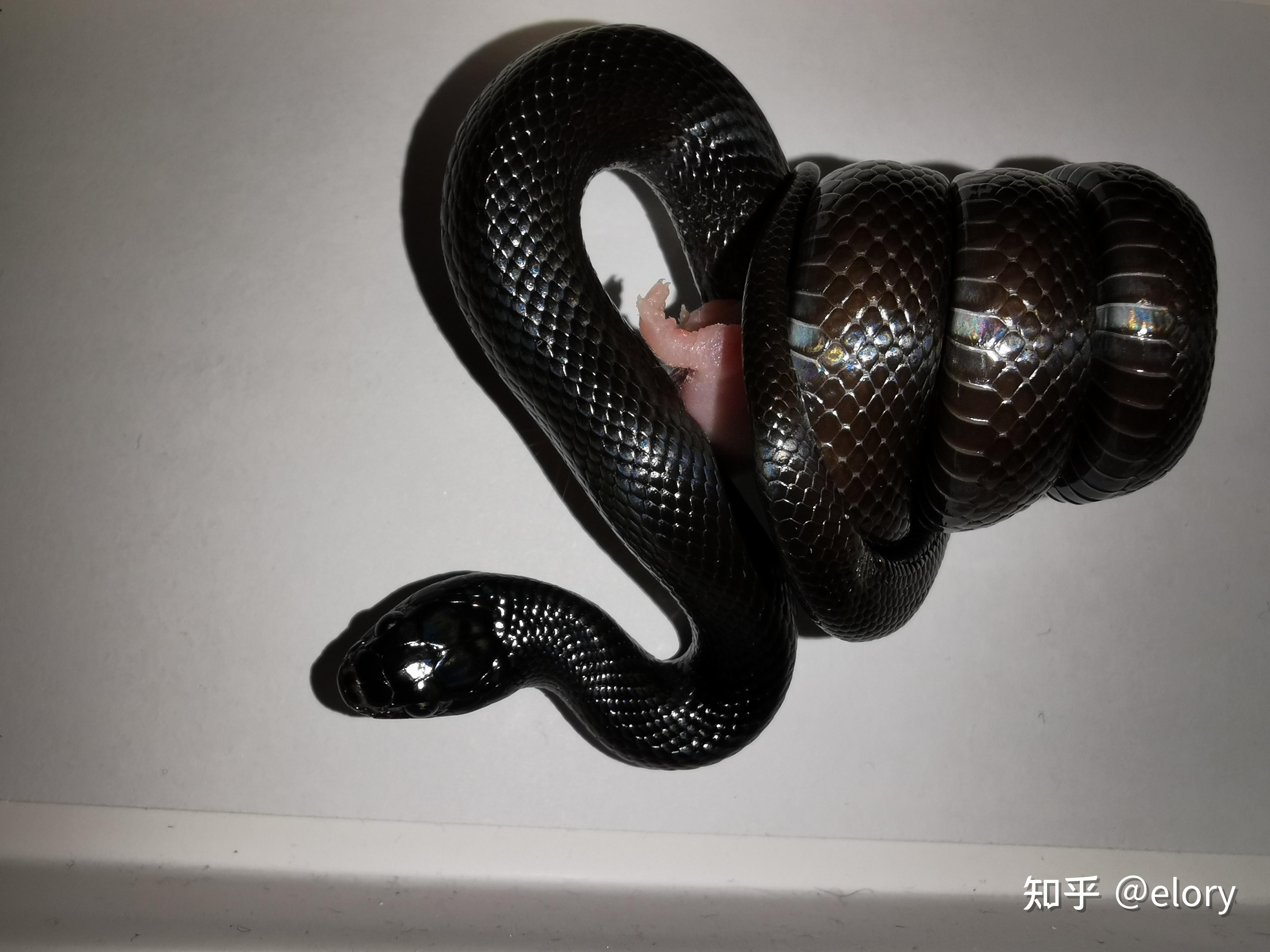 这是什么宠物蛇