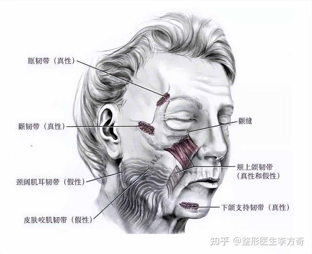 腮帮子具体位置图片图片