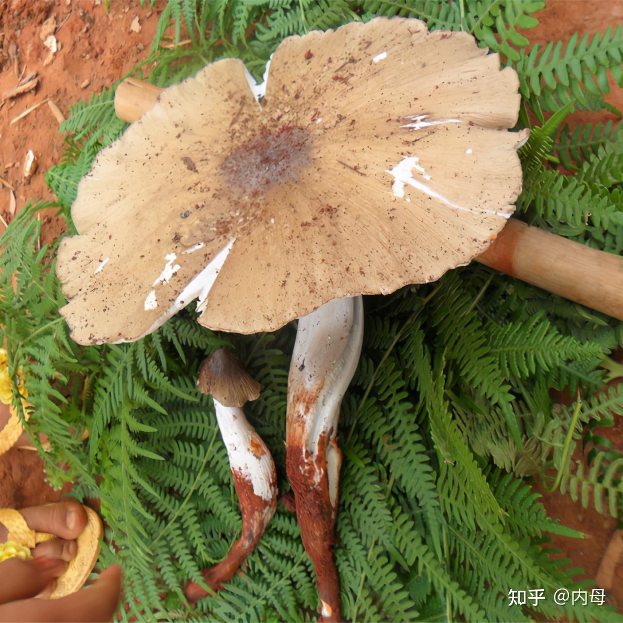 鸡枞能种植吗鸡枞怎么吃