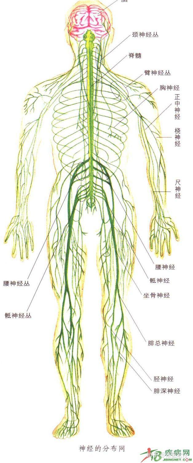 主要神经臂丛神经由颈c5～8与t1神经根组成,分支主要分布于上肢,有些