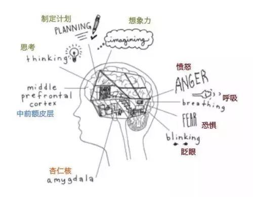 0-12岁是大脑发育的黄金窗口期