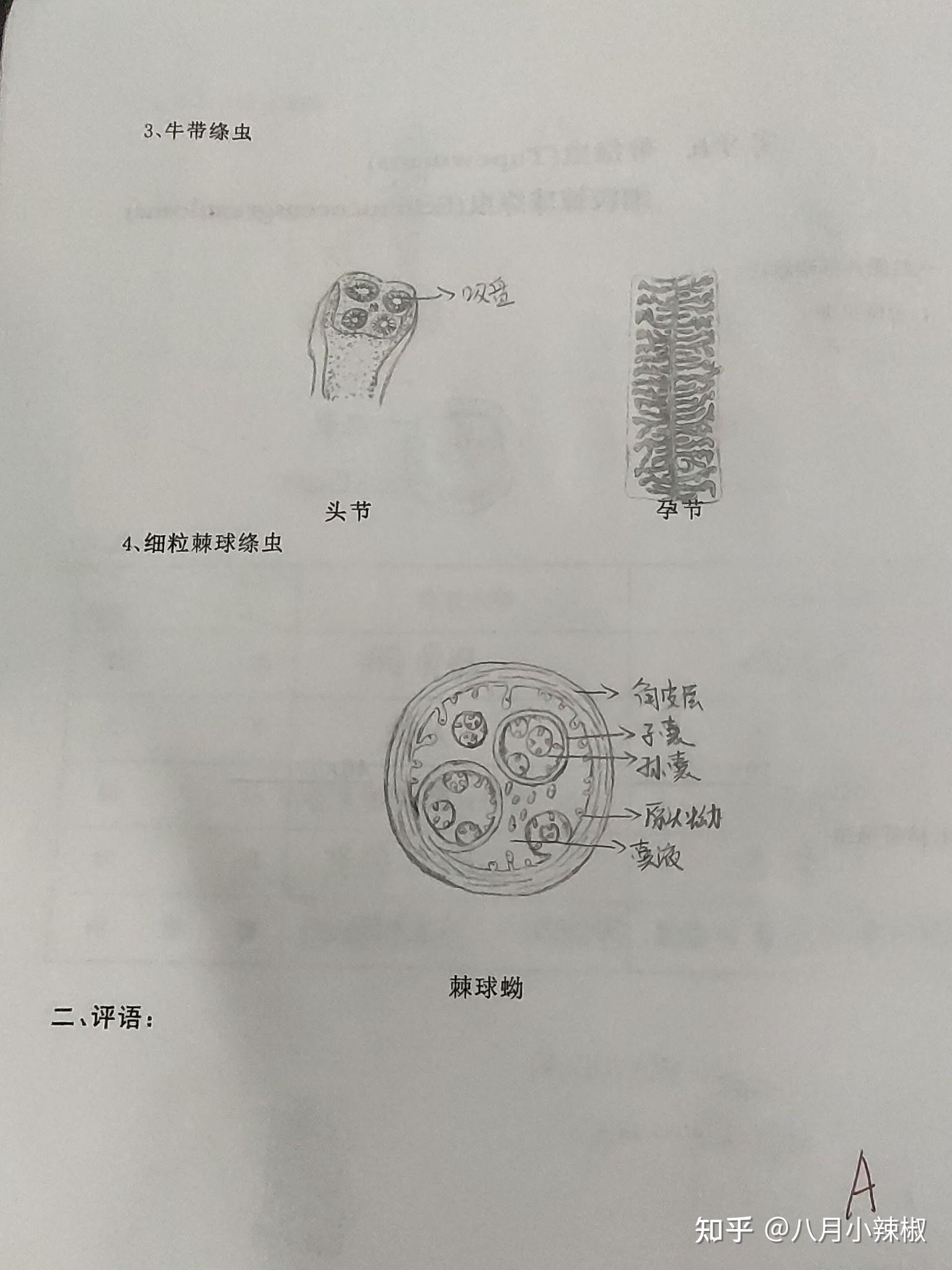 棘球砂手绘图图片