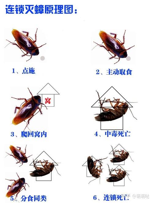 为什么北方没有大蟑螂