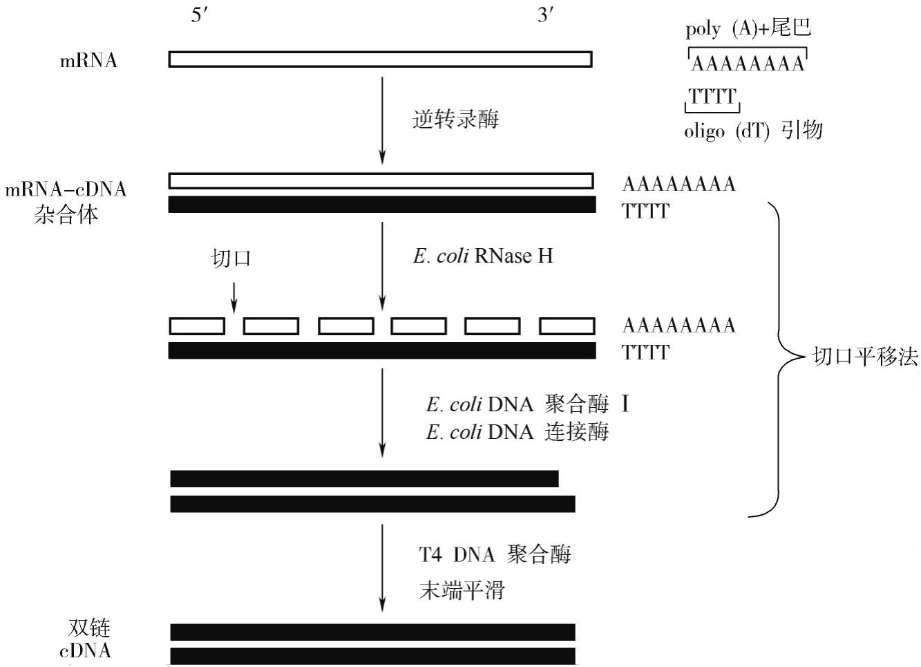 知乎盐选 第三章 RNA 的提取和 cDNA 的合成