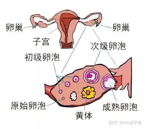 卵巢储备的告急