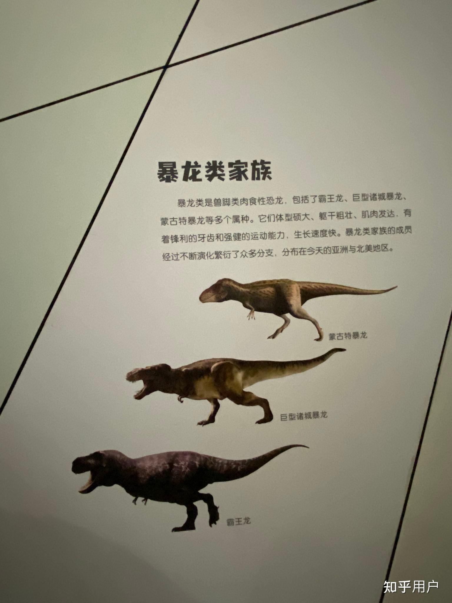 诸城暴龙有多大? - 知乎