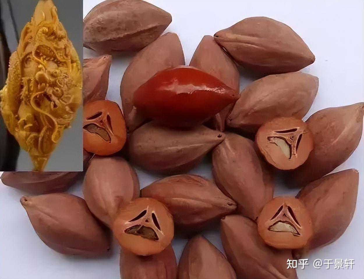 你玩的橄榄核是什么品种?搞清楚橄榄核的分类,玩核不迷茫!