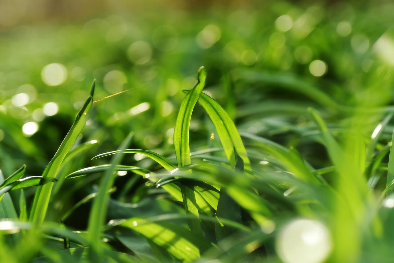 柠檬什么时候扦插