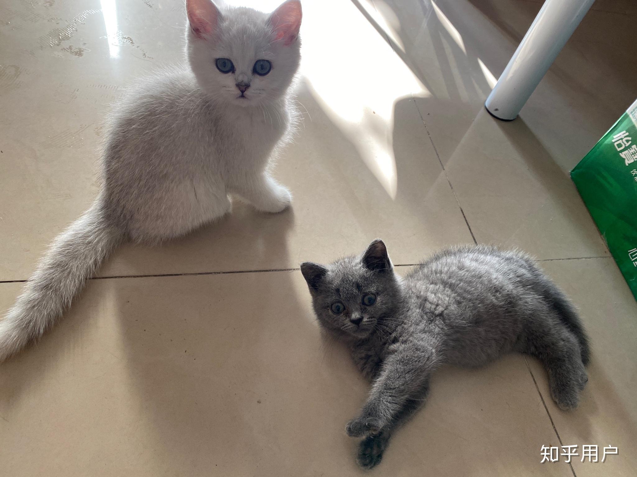 银渐层和蓝猫养那个好