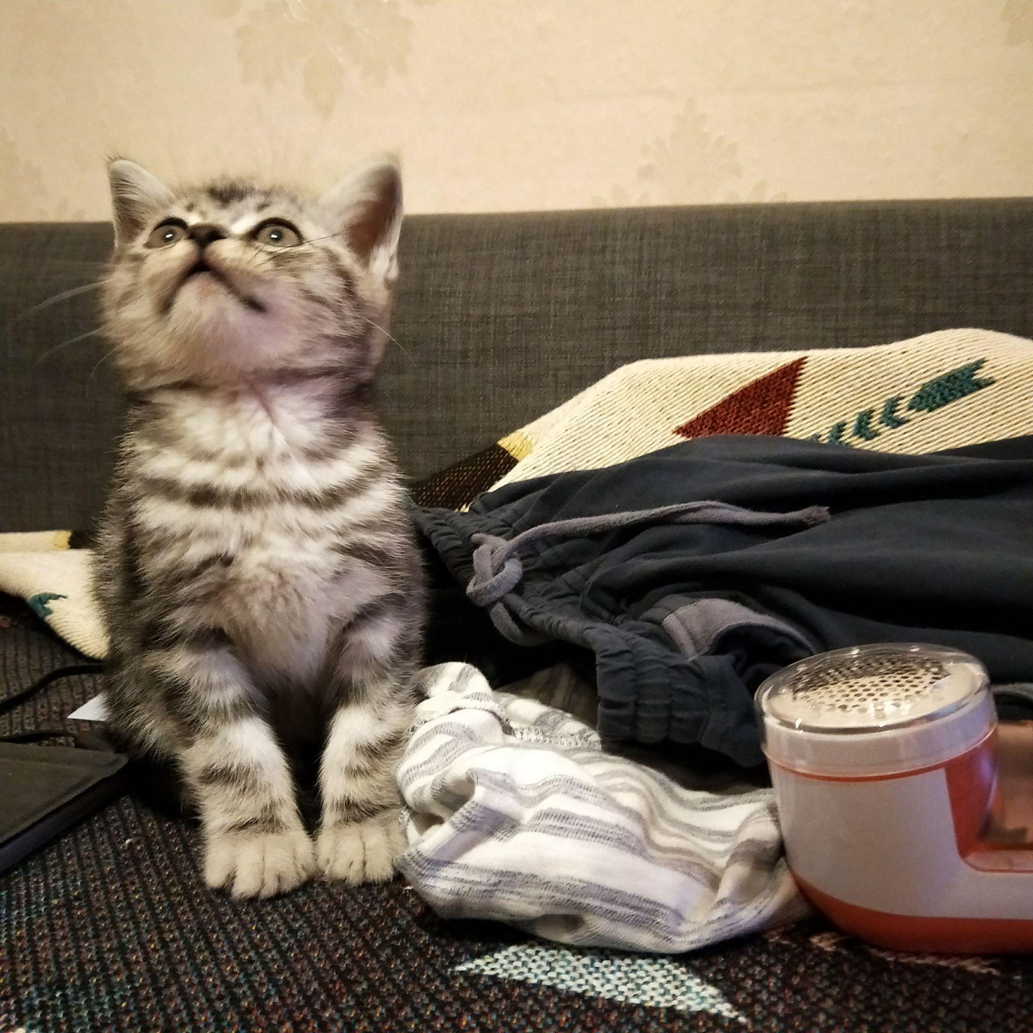 求助怎么辨别美短跟花猫这只是美短还是虎斑土猫