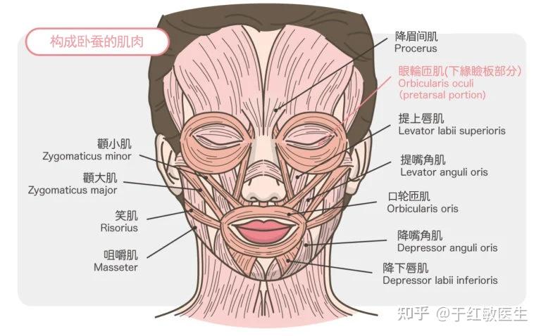 眼袋臥蠶和淚溝有什麼區別