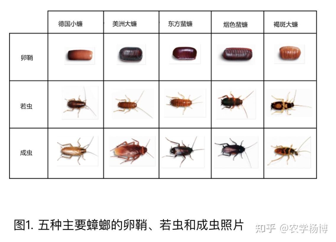 像蟑螂,比蟑螂细,褐色有翅膀是什么虫子?