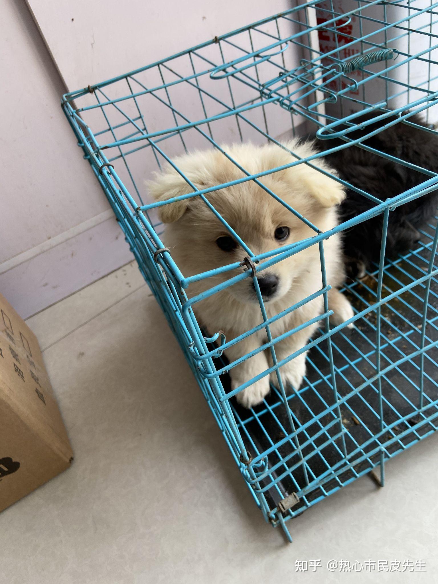 想买一只金萨犬幼崽,有货源吗? - 知乎