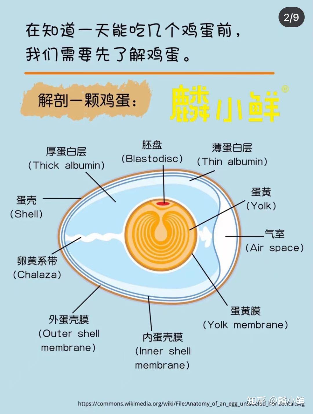 鸡蛋的内部结构作用图片