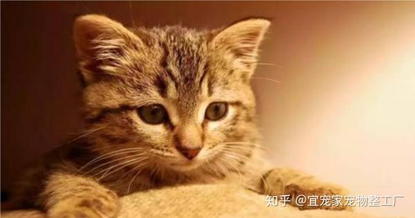 猫和花枝鼠能不能一起散养 猫和鱼寓意着什么意思 如果你同时养了猫和鱼