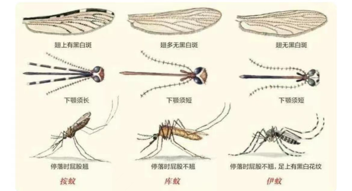 你了解蚊子吗，知道蚊子的生活习性吗，有哪些科学防蚊的方法呢？ - 知乎