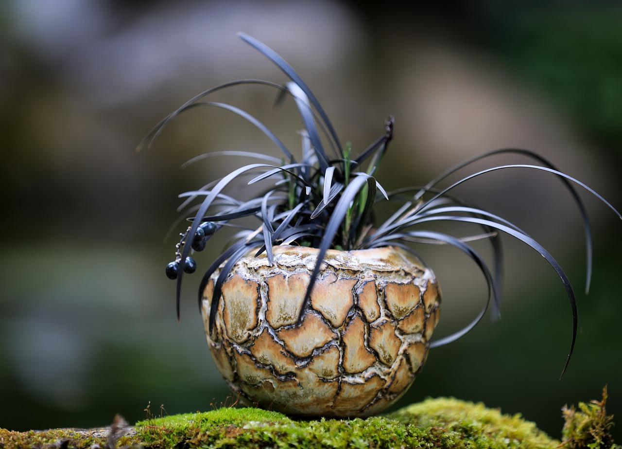 4. 松露养护技巧