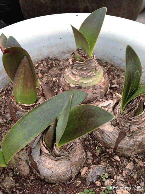 把朱顶红埋花盆里2个月不见动静要不要挖出来看看