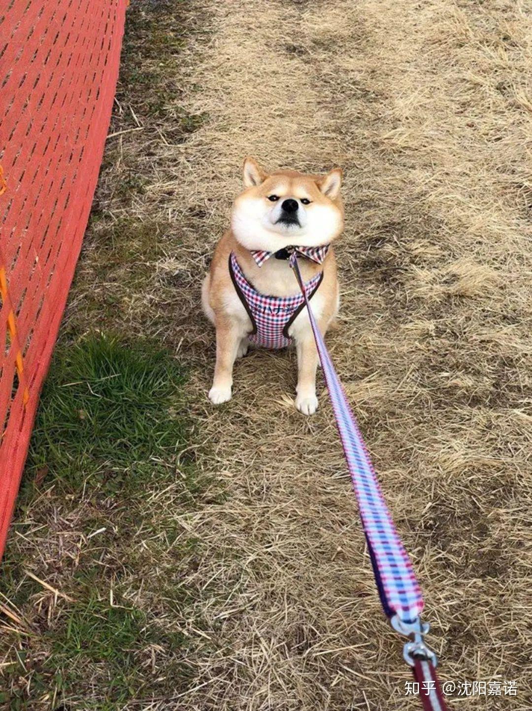 日本這隻柴犬因賴皮出圈了你倔強的樣子很美哈哈哈哈哈