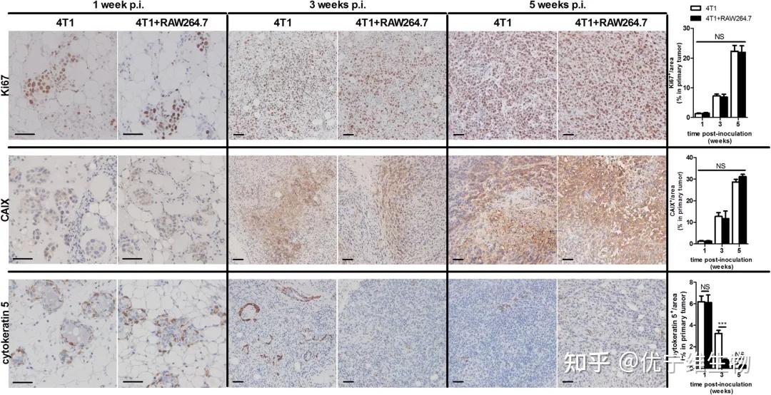标志物分析 多色流式 多色组化,三管齐下,肿瘤免疫研究的天眼!