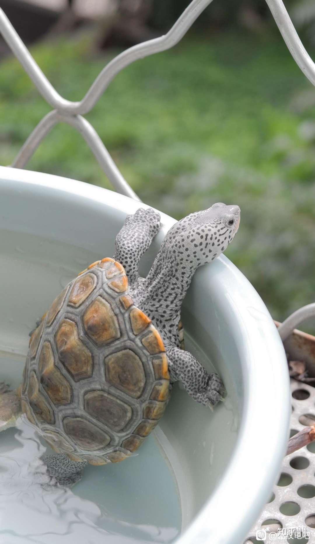 有哪些好看的乌龟照片? - 知乎
