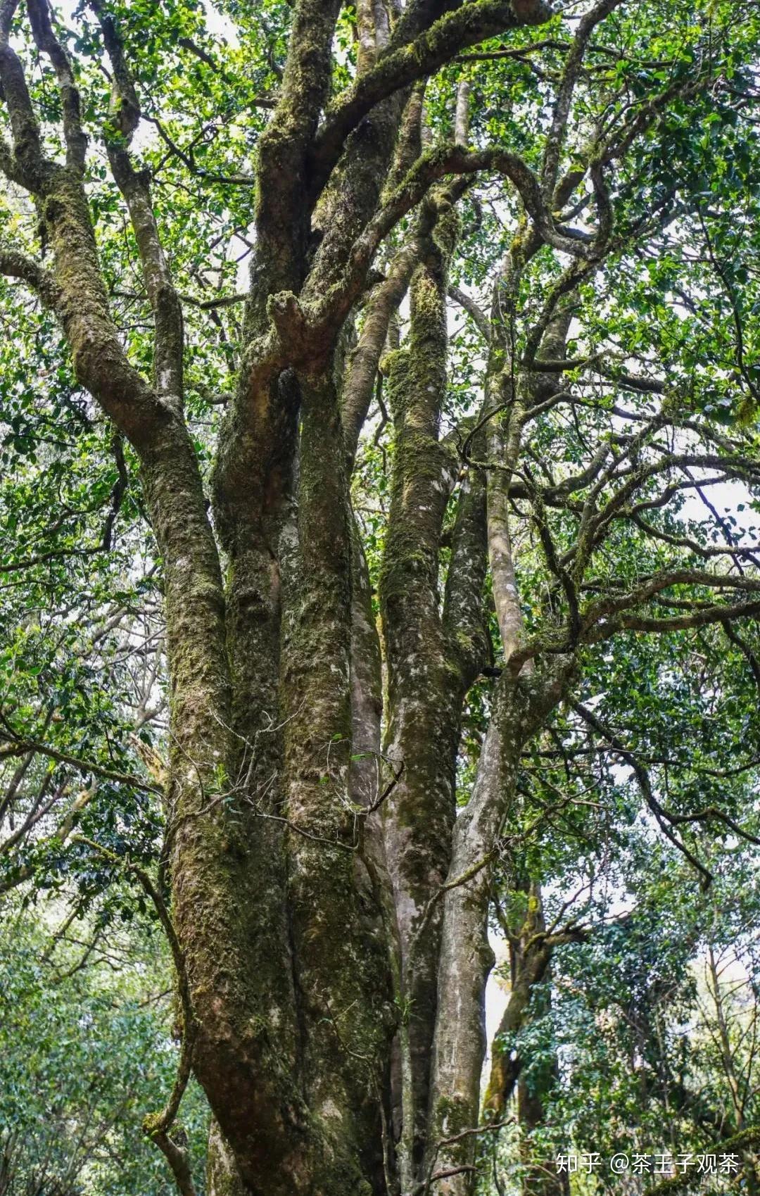 云南古树白茶缘何能成为业界新星